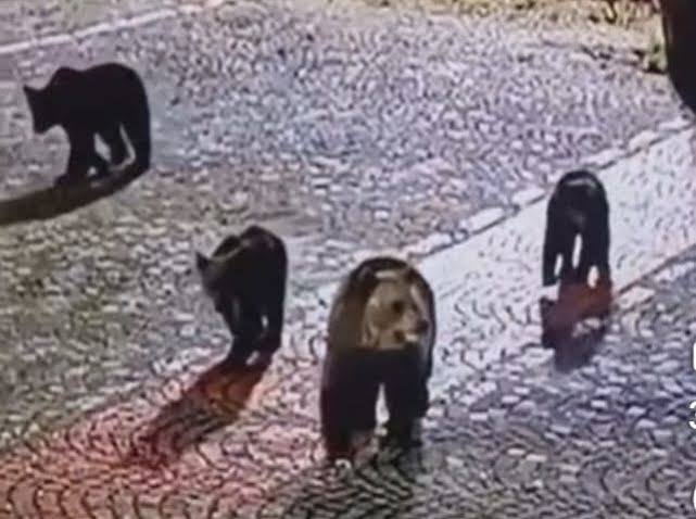 Többször is feltűnt, végül csapdába került a somostetői medve