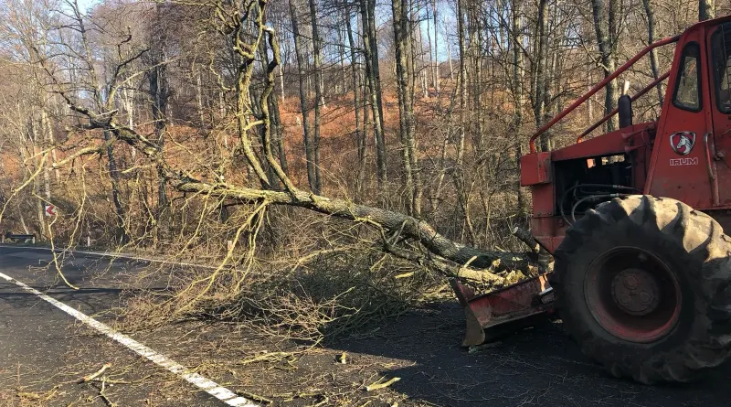 Közel 1000 köbméter faanyagot árverez el Marosvásárhely: döntések készülnek a városi erdők kitermeléséről