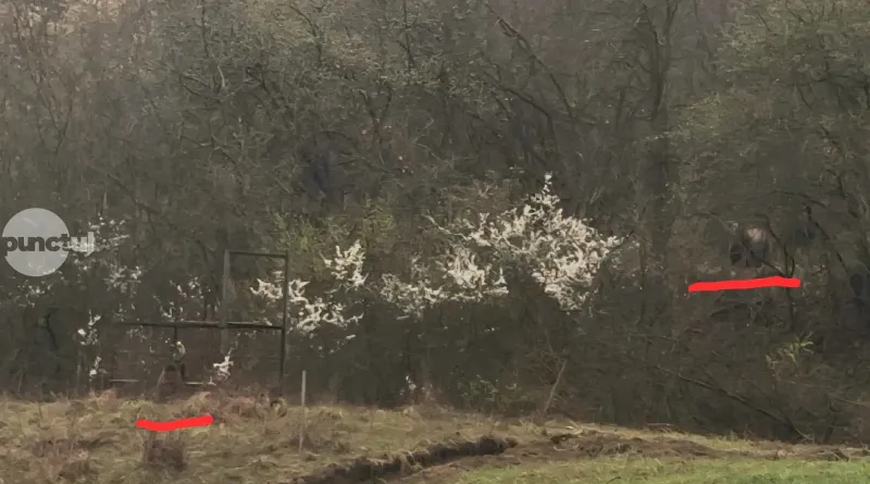 Engedély nélküli medvecsapda Nyárádkarácson határában – büntetőeljárás indult a polgármester és az alpolgármester ellen