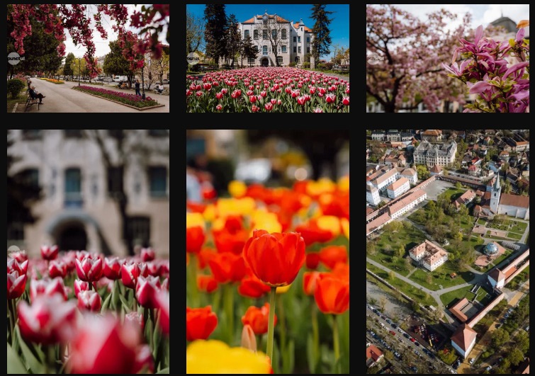 Piros pont Marosvásárhelynek a virágkavalkád látványa miatt