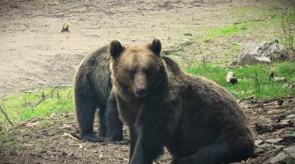 Maros megyében négyszer több medve él az optimálisnak tartott létszámnál