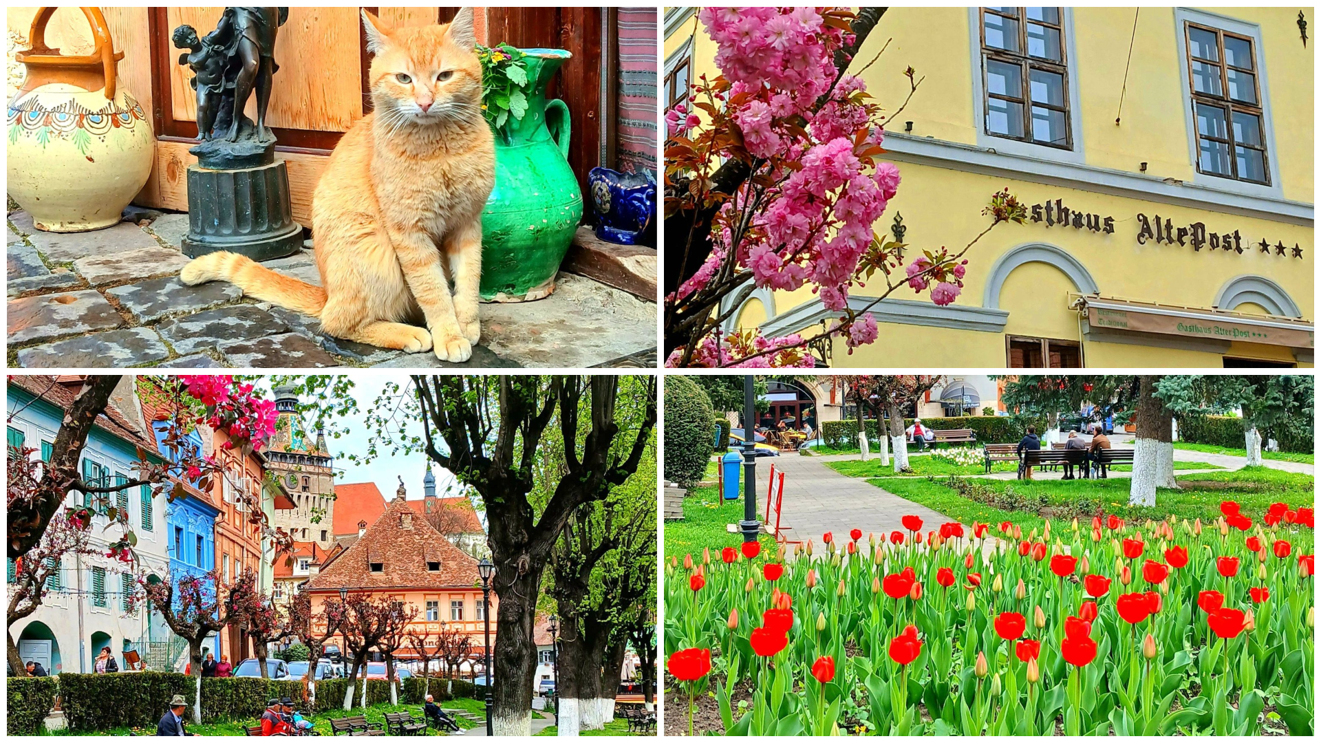 FOTÓ – A tavasz élettel tölti meg Segesvár utcáit