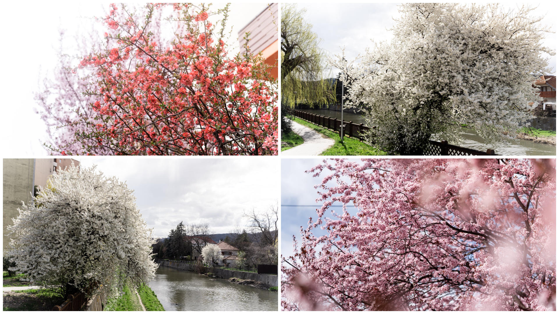 (Képgaléria) Hiába kapaszkodik a tél, Székelyudvarhelyen a tavasz megállíthatatlan