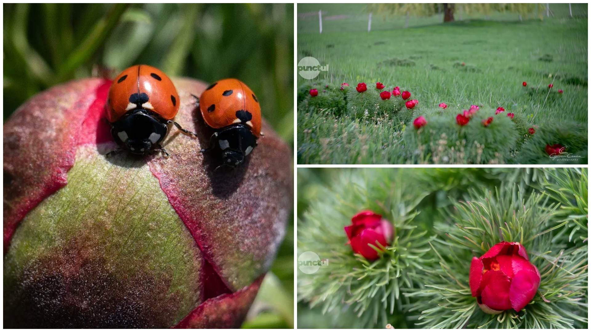 (Fotó) Tízezrével nyílnak a sztyeppei bazsarózsák: várja a látogatókat a mezőzáhi rezervátum