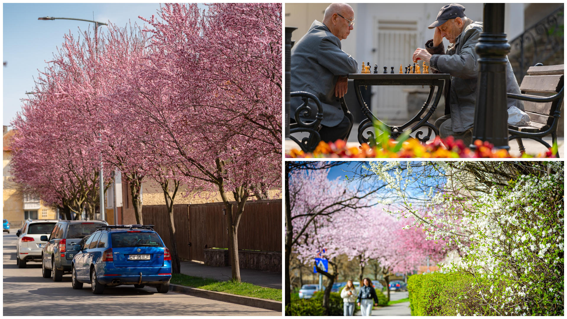 FOTÓ – Virágba borult Sepsiszentgyörgy