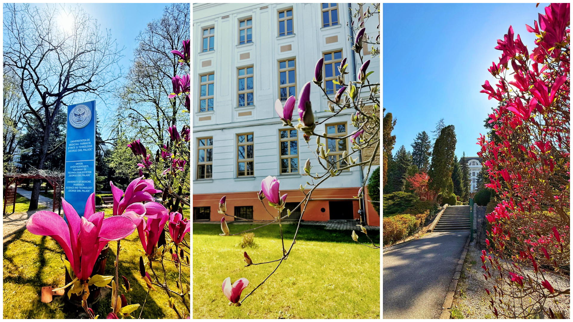 Virágba borult a marosvásárhelyi orvosi egyetem – gyönyörű fotók készültek