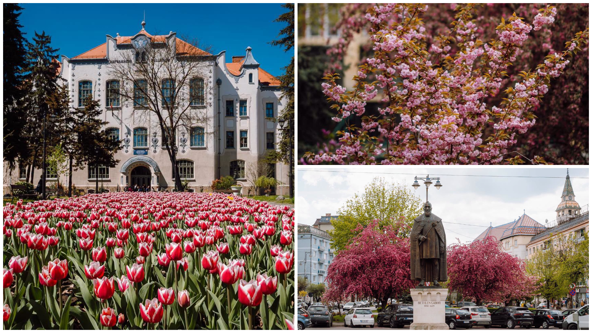 FOTÓ – Virágba borult Marosvásárhely