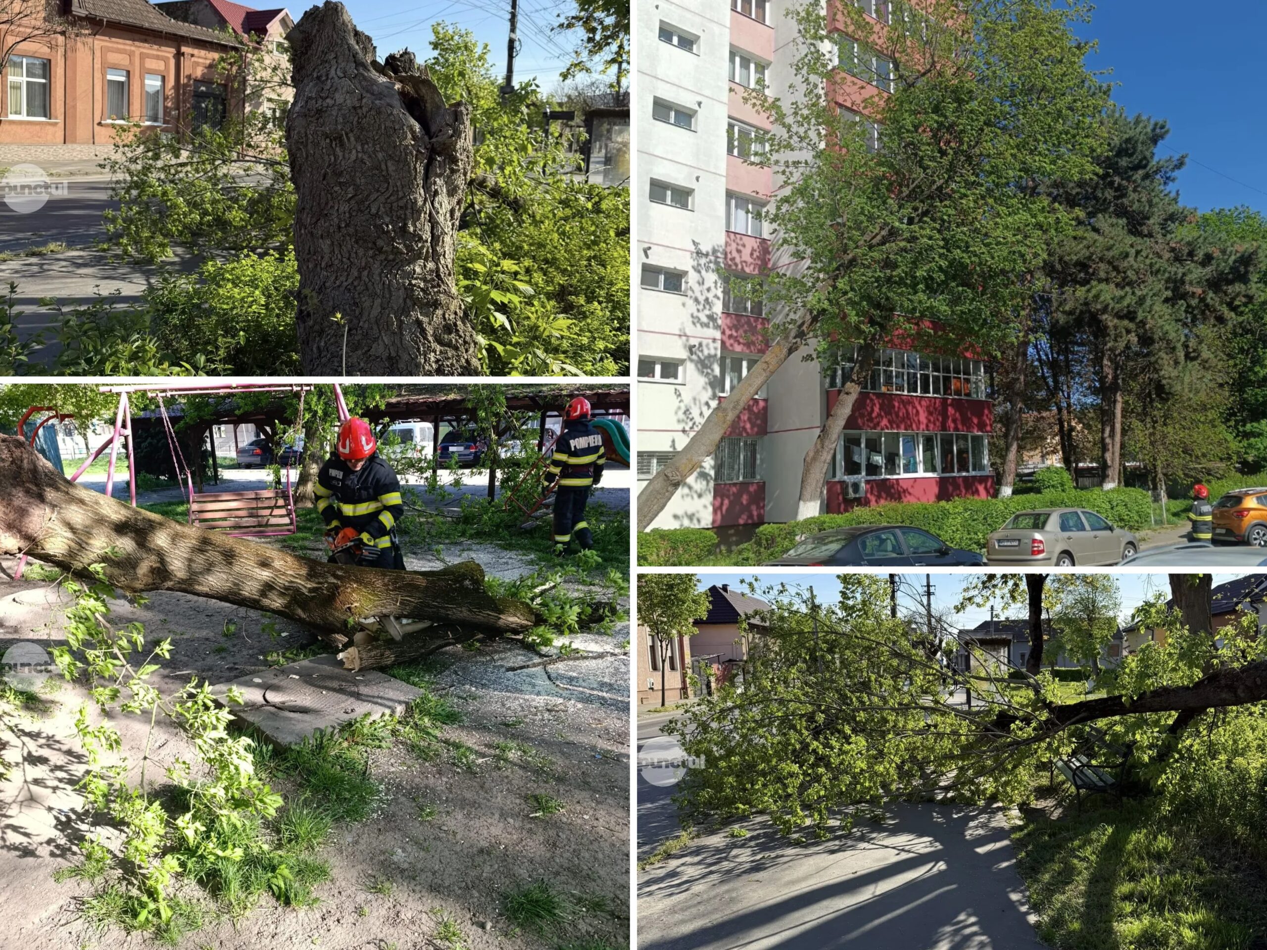 Sorra dőlnek ki a fák az erős szél miatt Marosvásárhelyen