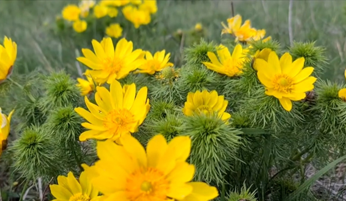 Különleges és látványos virágzás egy Maros megyei településen