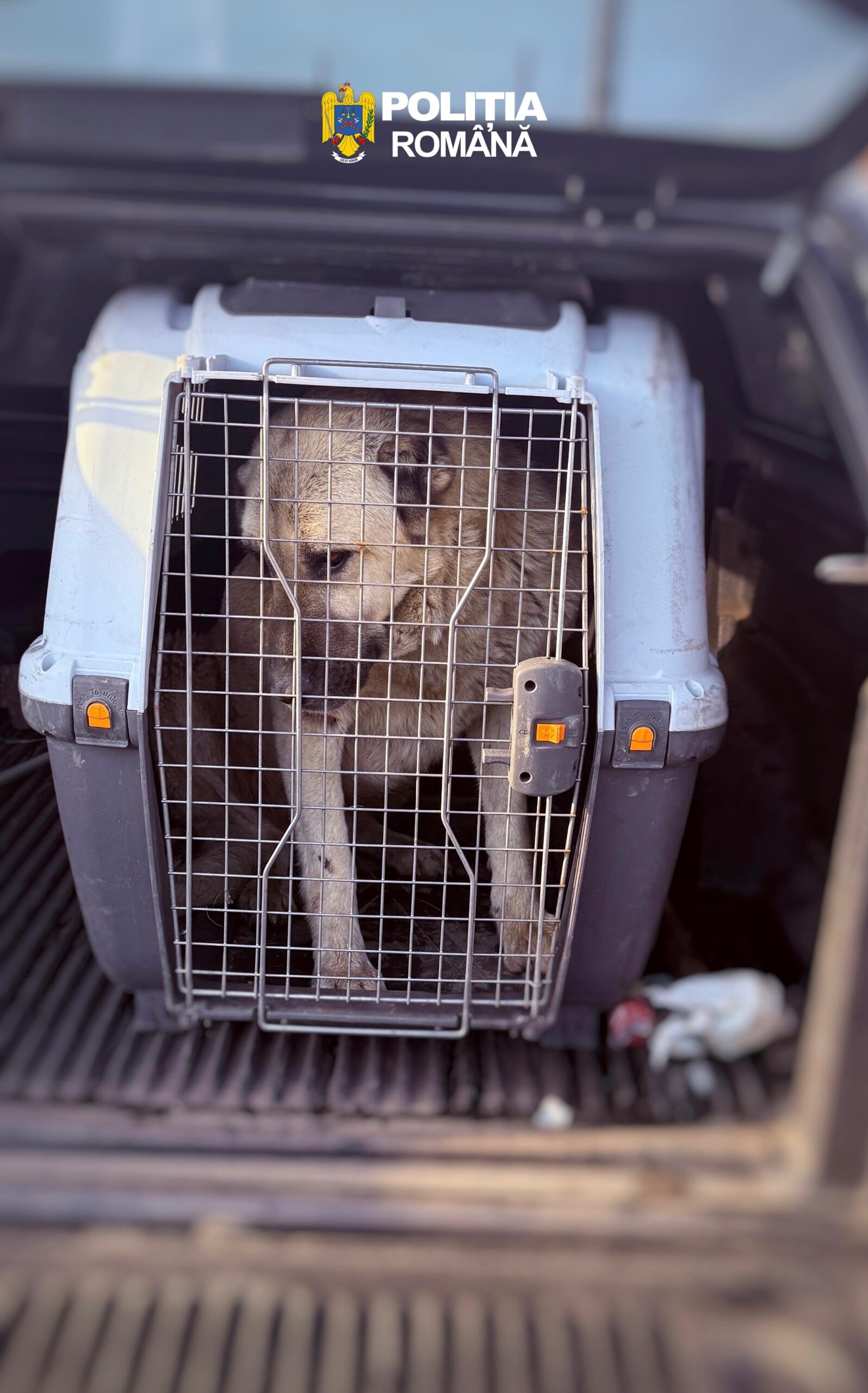 VIDEÓ – Kutyaviadalok gyanúja Maros megyében: házkutatásokat tart a rendőrség