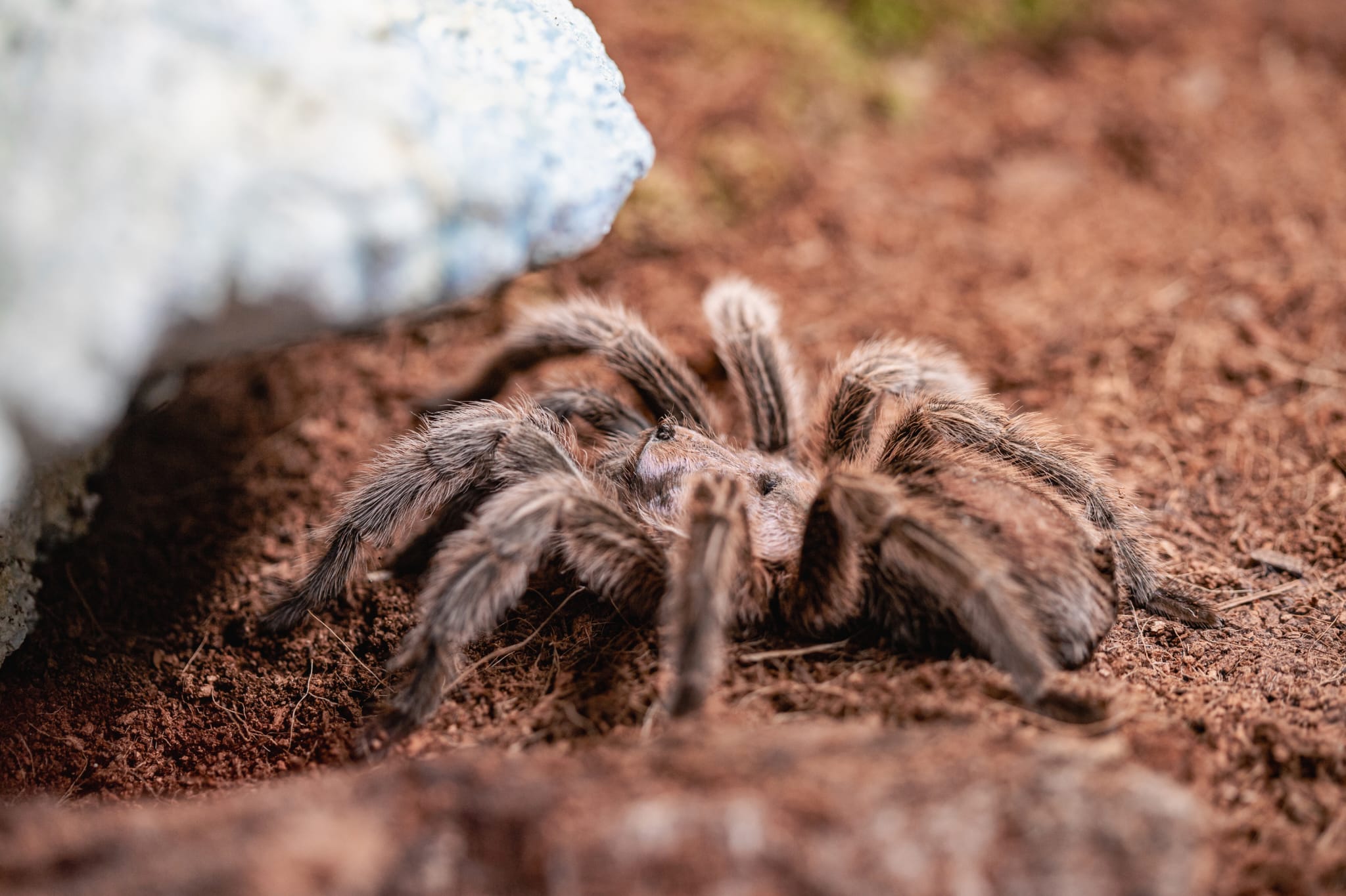 Tarantulák, kígyók és leguánok lepik el hétvégén Marosvásárhelyt
