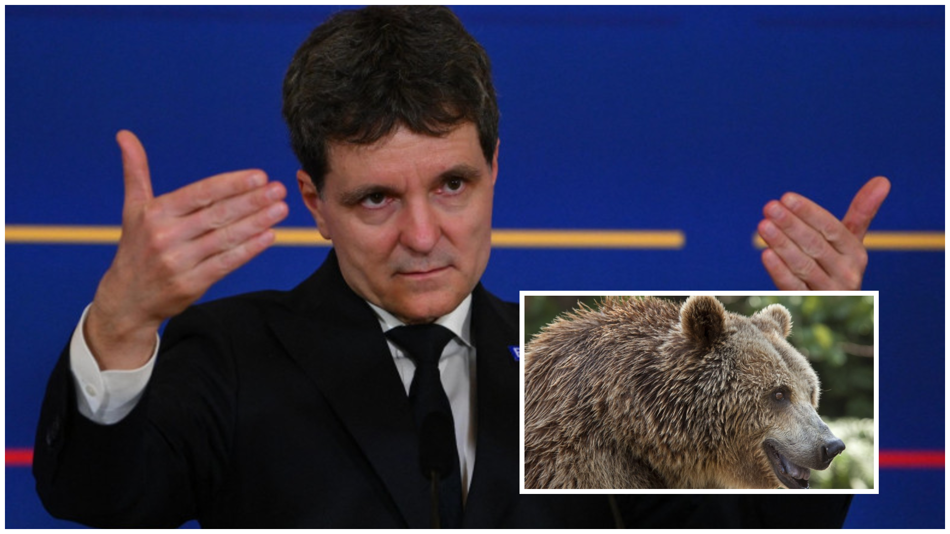 Túl sok medvét lőnének ki? Nicușor Dan megállítaná a kilövésüket