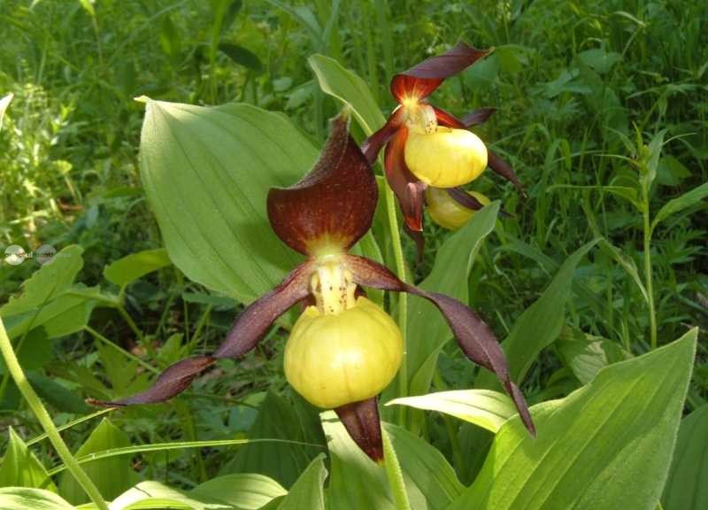 Kivirágzott a boldogasszony papucsa, Európa egyik legritkább és legkülönlegesebb vadon élő orchideája