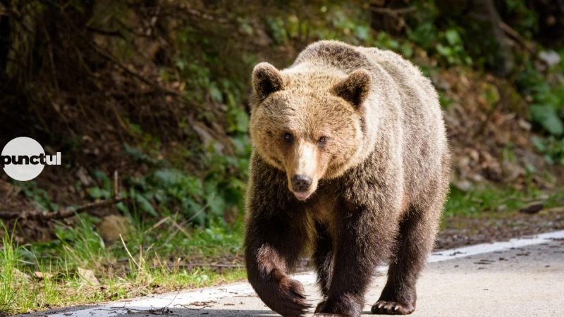 Tánczos Barna enyhítené a barnamedvék szigorú védelmét az Európai Unióban
